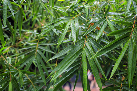 雨后的竹叶背景图片