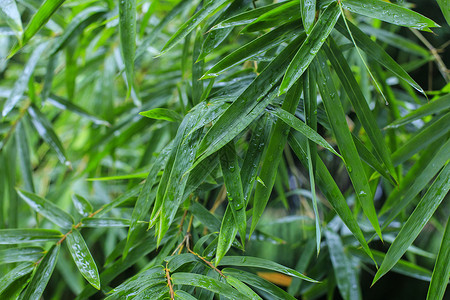 清晨雨后竹林雨后的竹叶背景