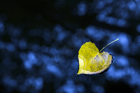 深秋小河中的落叶背景图片