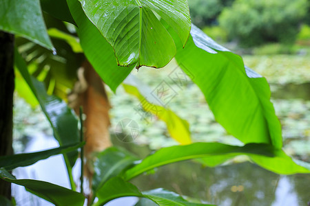 芭蕉叶背景图片