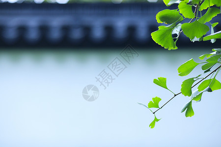 树叶泛黄秋天银杏叶子泛黄背景