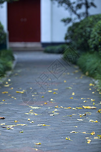 秋天落叶满地的小路背景图片