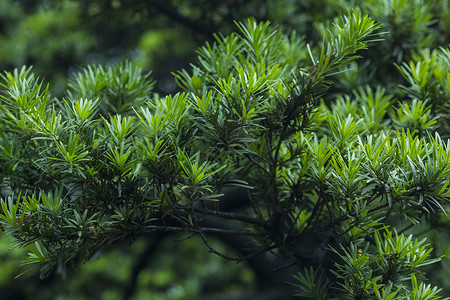 树常青松柏背景