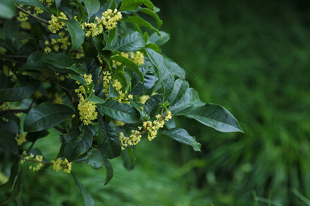 秋天桂花飘香月桂高清图片素材