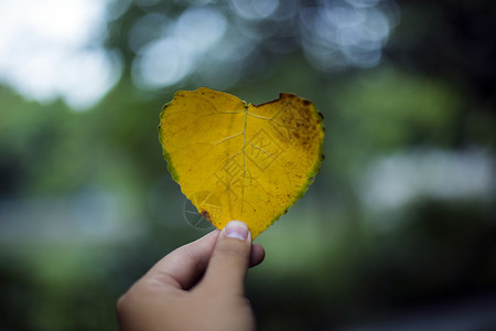 秋天黄色的树叶背景图片