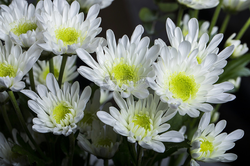 一群白色的菊花图片