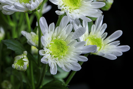 绿植小菊花背景图片