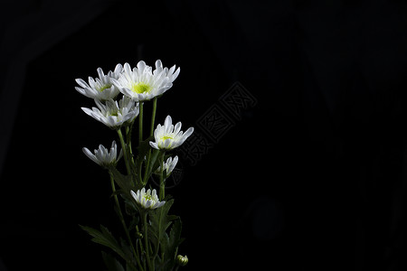 白色菊花在黑背景上背景图片