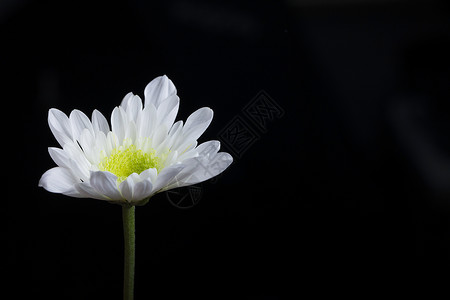 一朵菊花在黑背景上背景图片