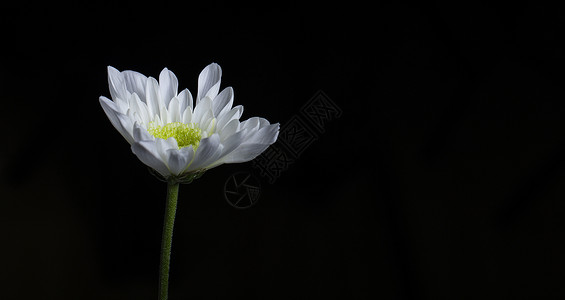 一朵白色菊花含苞待放的一朵菊花背景