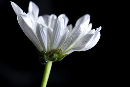 菊花背景图片