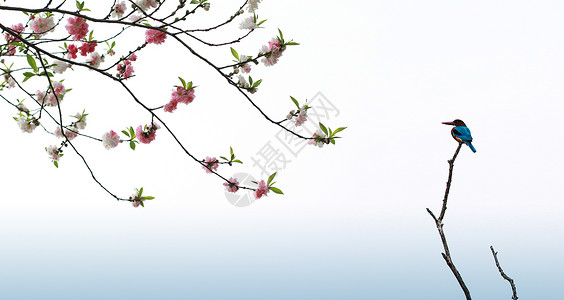 春季的桃树枝江南春景背景