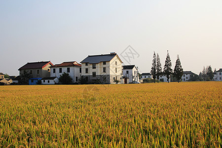 金黄稻子乡村秋色背景