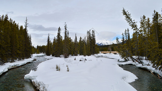 加拿大班夫国家公园森林风景图片