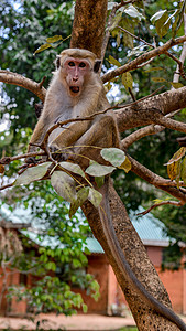 灵长类动物SAFARI国家公园的猴子背景