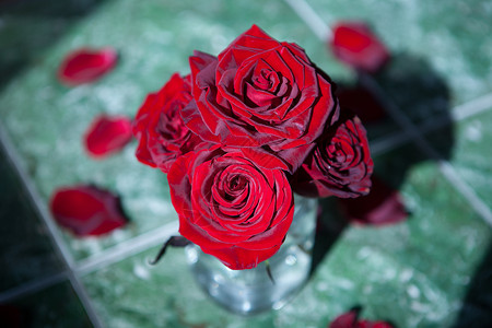 进口鄂尔多斯玫瑰花情人节用花图片