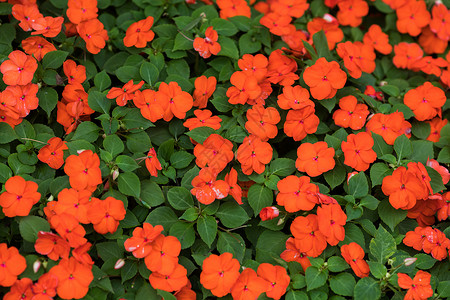 鲜红的花朵花盆里红花高清图片