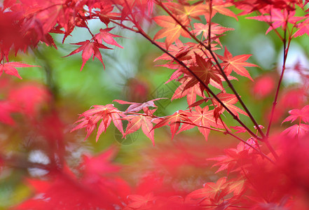 秋天的枫叶季节高清图片素材