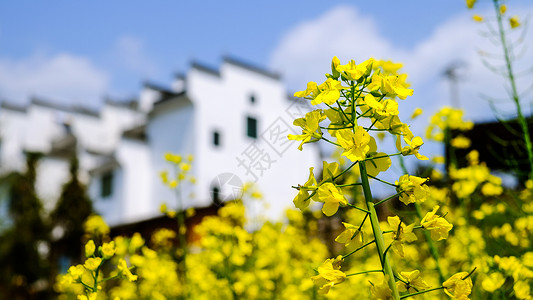 金黄色花朵春天油菜花开背景