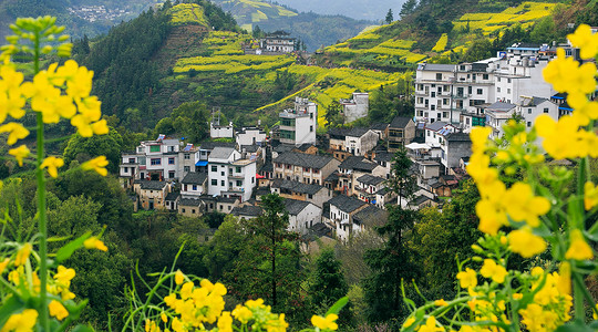 江西旅游词汇江西婺源春季油菜花田背景