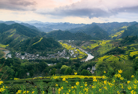 江西婺源春季油菜花田背景图片