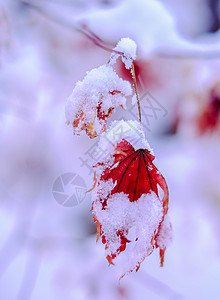 雪中枫叶枫叶雪景高清图片