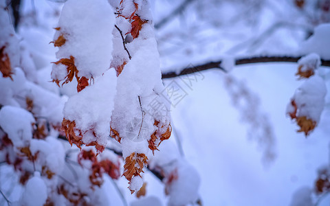 雪浪漫冬天浪漫的雪景背景