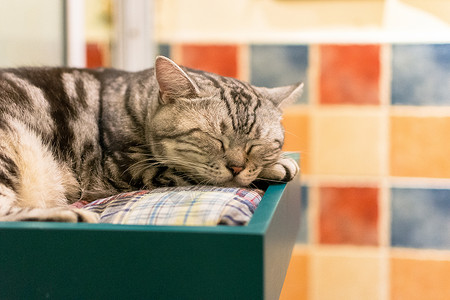 趴在桌子上的猫咪背景高清图片