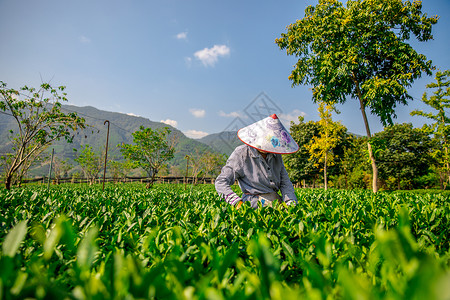 茶园采茶背景图片