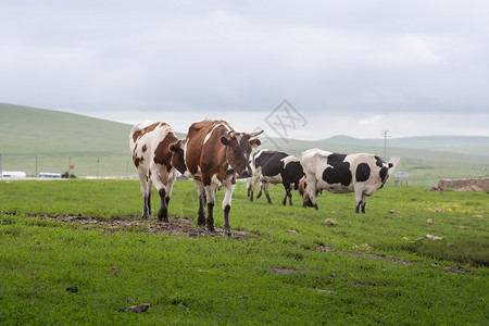 牛肉粽草原上的牛背景