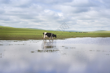 一夈牛草原上的牛背景