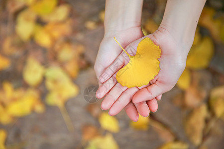 秋天地面手心的银杏叶背景