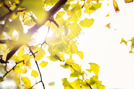 秋天的枝叶阳光下的银杏树背景