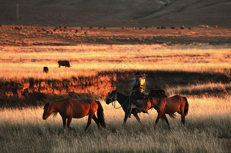 红绸转场新疆阿拉泰牧业草原山脉背景