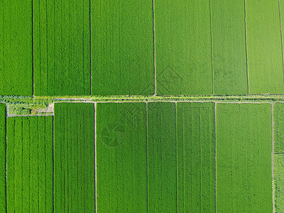 麦田俯瞰空中鸟瞰田园背景