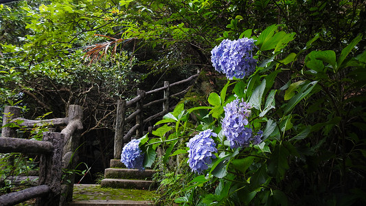 花开放中庭院中的绣球花鲜花和绿植背景