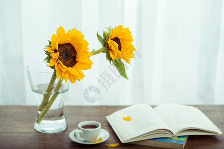 花瓶中向日葵午后读书阅读时光背景
