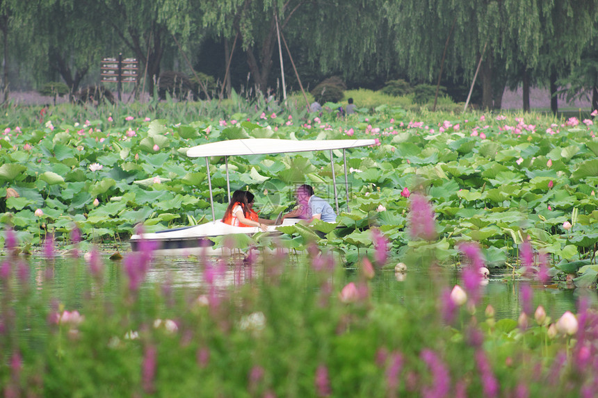 夏日荷塘图片