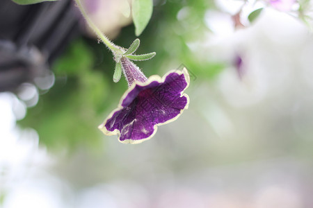 紫色牵牛花小花喇叭花高清图片