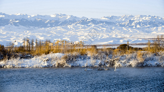 皑皑白雪天鹅湖背景