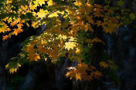 黄红背景素材金秋枫叶背景素材背景