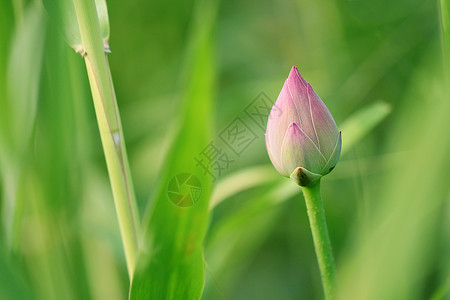 荷花 小暑花与君子高清图片