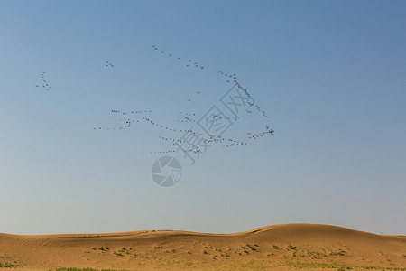 缺水干燥荒漠高空中的候鸟背景