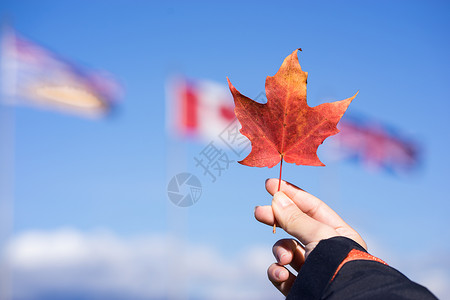 加拿大独木舟加拿大枫叶背景