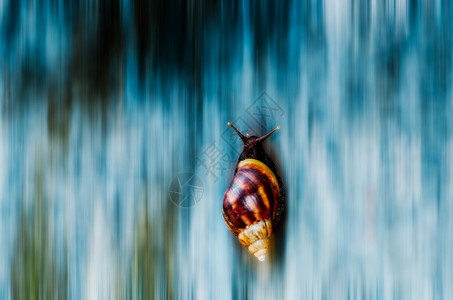 蜗牛般的速度图片