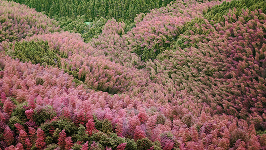 江郎山——世界唯一一处粉色竹林图片