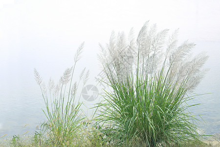 芦花小清新芒草高清图片