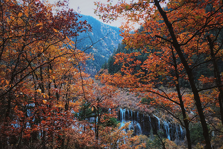 火红的萨日朗川西金秋彩林背景