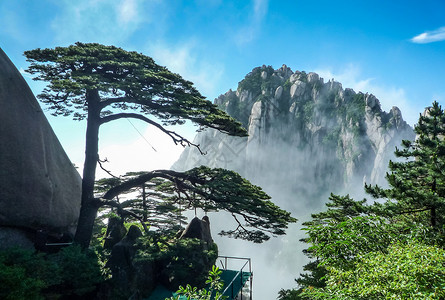 松树黄山迎客松背景