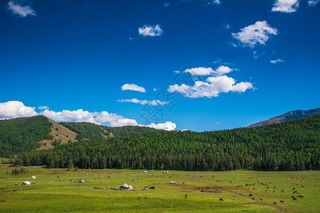 新疆牛羊草原背景